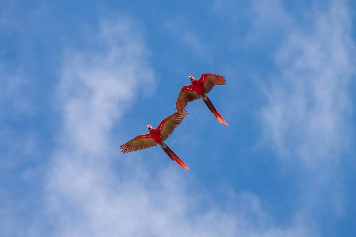 Two macaws fly through the air on a tour from Jaco