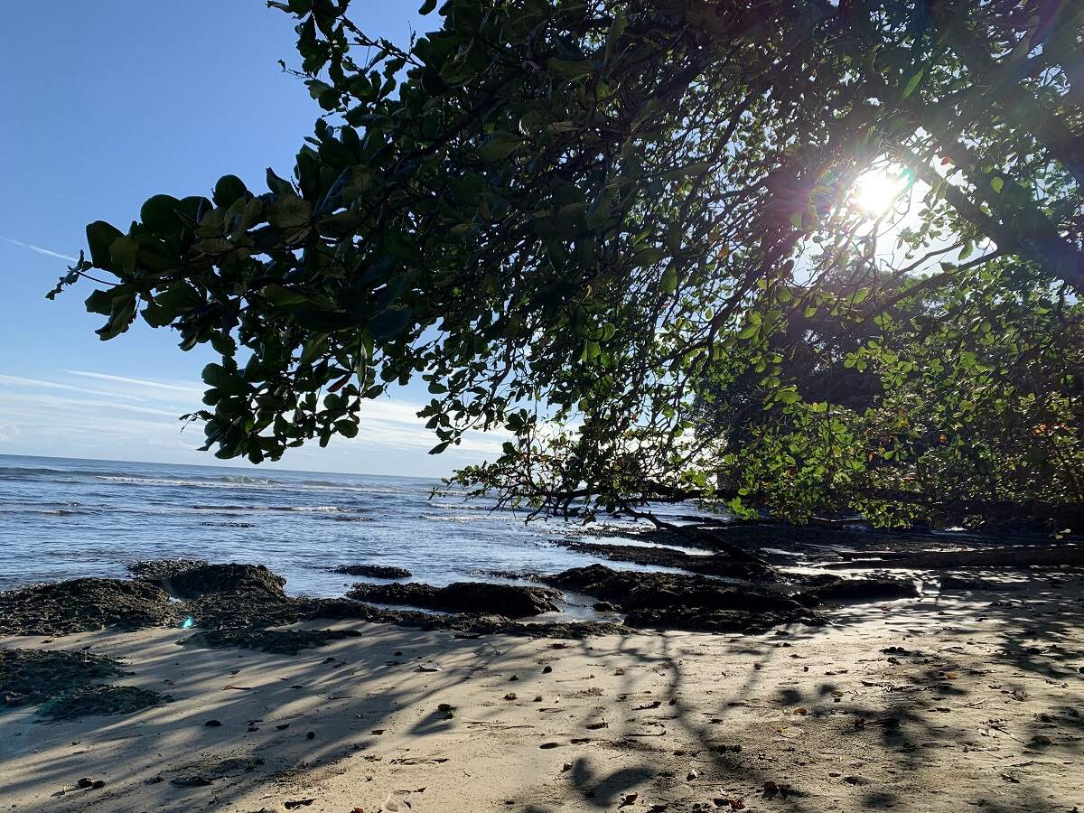 view of a tree and the ocean on a sunny day in Playa Cocles, Puerto Viejo