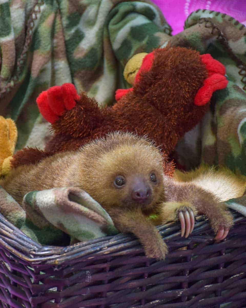 A baby sloth at the Jaguar Rescue Center in Puerto Viejo, Costa Rica