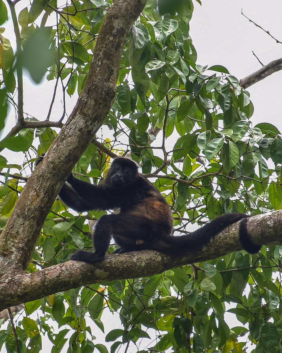 A howler monkey in a tree in Cahuita National Park, Costa Rica