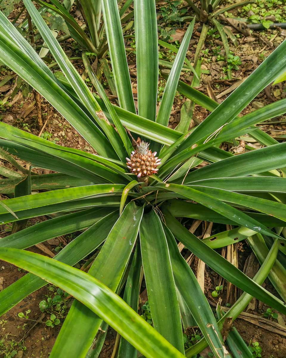 A pineapple plant at Finca la Isla Permaculture Farm in Puerto Viejo  