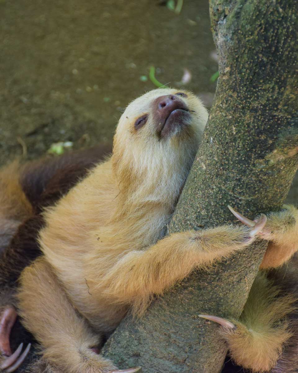 A sloth hangs onto a tree in the Jaguar Rescue Center, Costa Rica