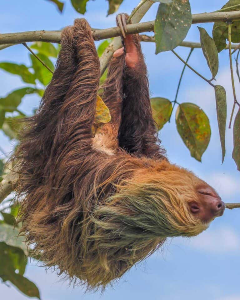 5 BEST Sloth Tours in La Fortuna (Sloth Watching Trails)