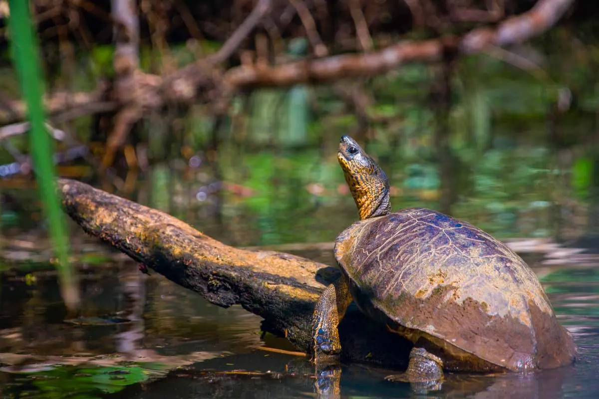 A turtle in Gandoca-Manzanillo Wildlife Refuge near Puerto Viejo, Costa Rica