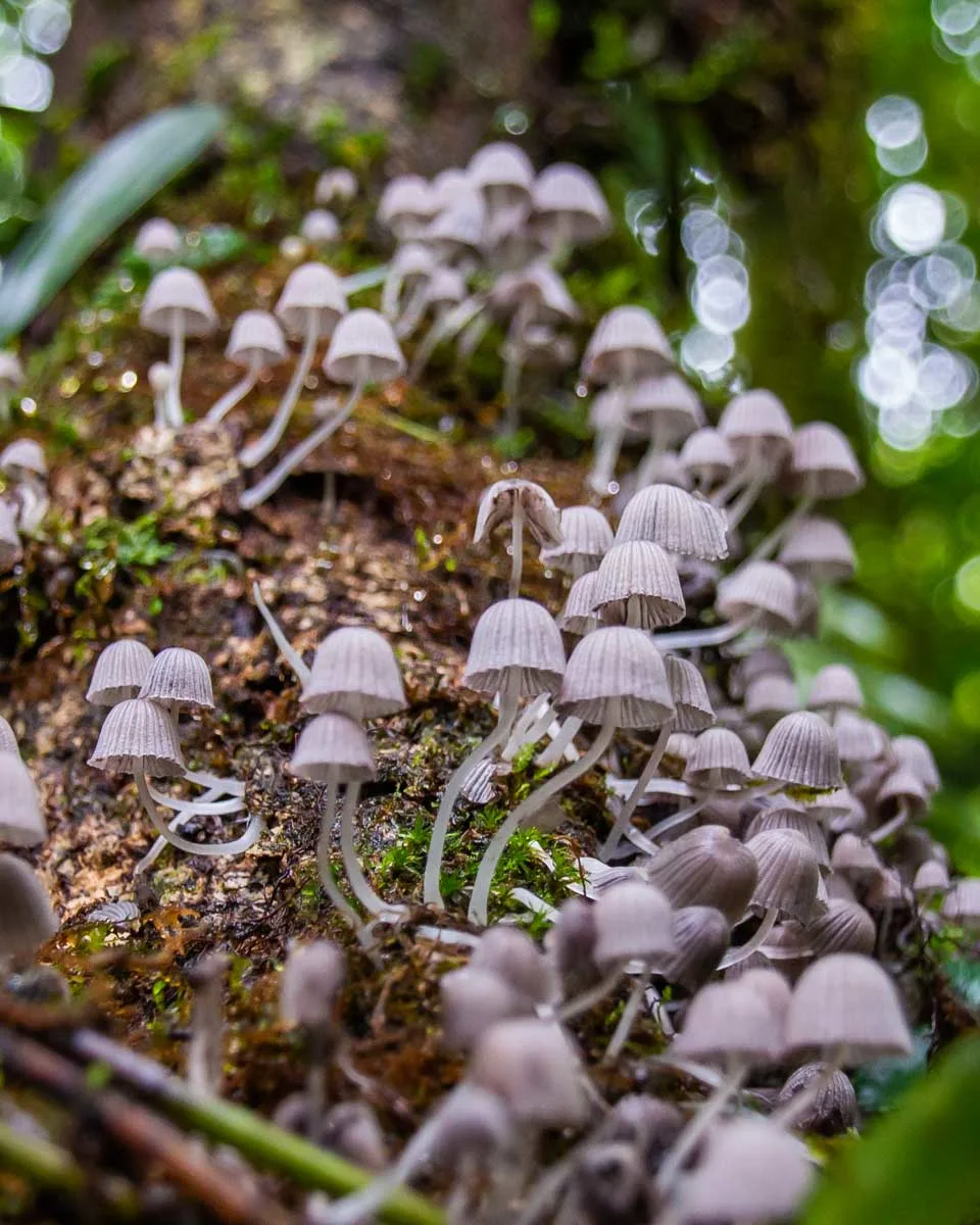 Mushrooms growing on a tree in Rio Celeste, Costa Rica