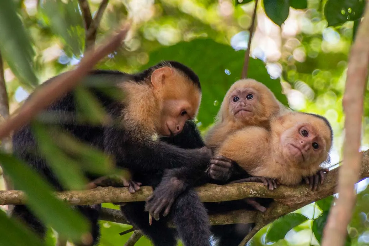 White-faced capuchin monkeys in Manuel Antonio National Park, Costa Rica 