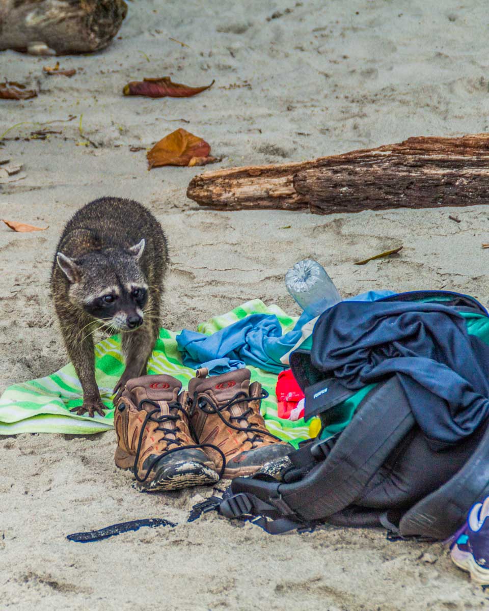 A racoon looks through bags on Manuel Antonio National Park beach
