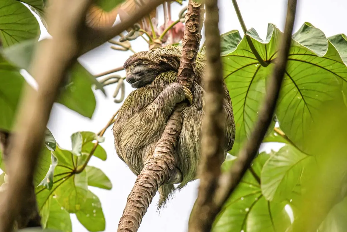 A sloth hugs a tree in Manuel Antonio National Park