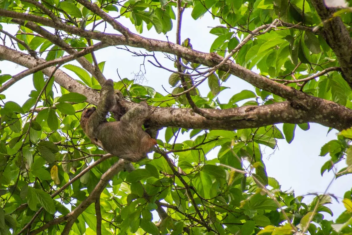A sloth hugs a tree in Manuel Antonio