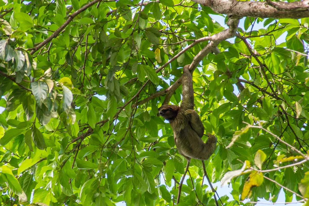 A sloth in a tree Costa Rica