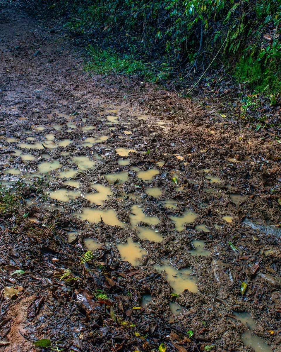 Muddy foot prints on the trail to Nauyaca Waterfalls