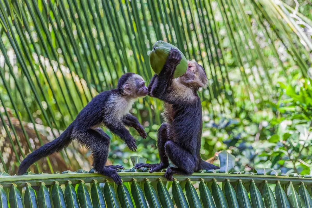 Two monkeys drink from a coconut in Manuel Antonio National Park