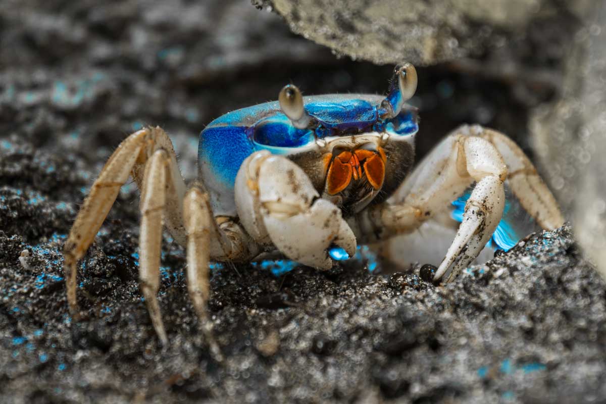 A blue Land Crab in Cahuita National Park, Costa Rica