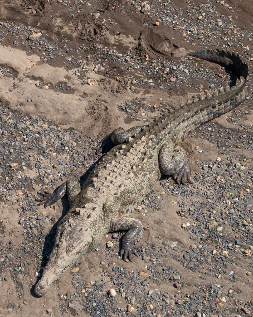 A crocodile at the Jaco crocodile bridge on the sand