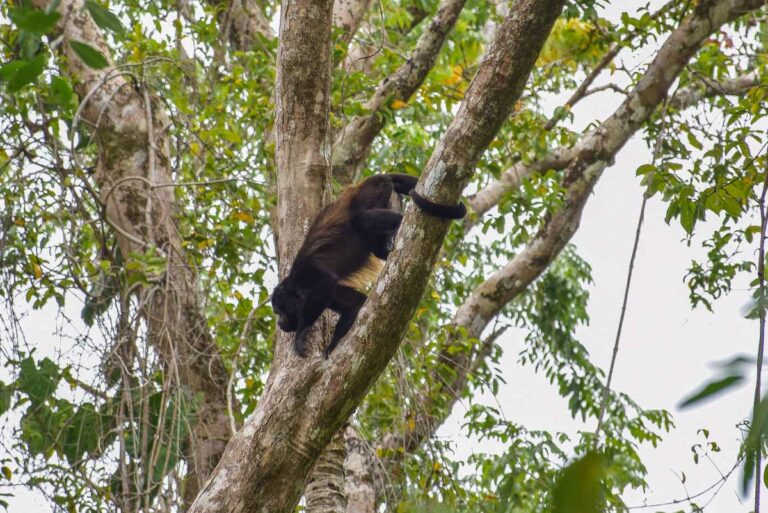 A howler monkey on a tree in Cahuita National Park