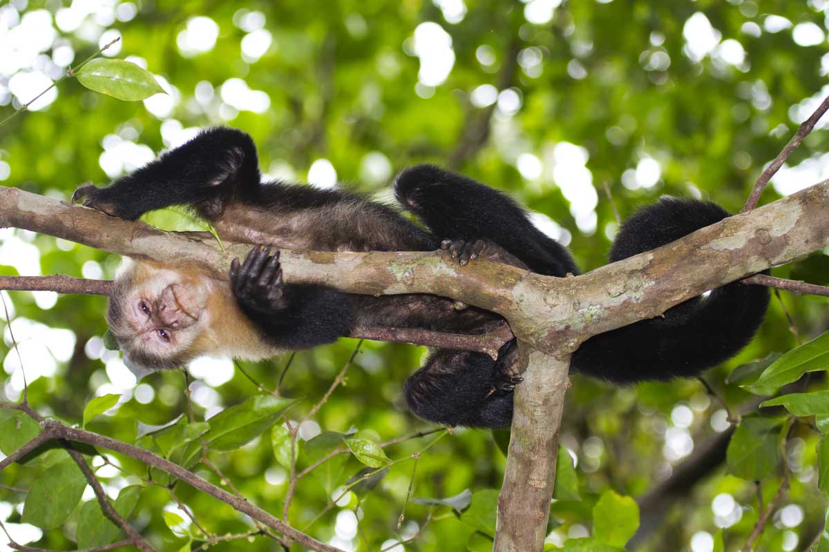 A monkey in Curú Wildlife Refuge near Paquera