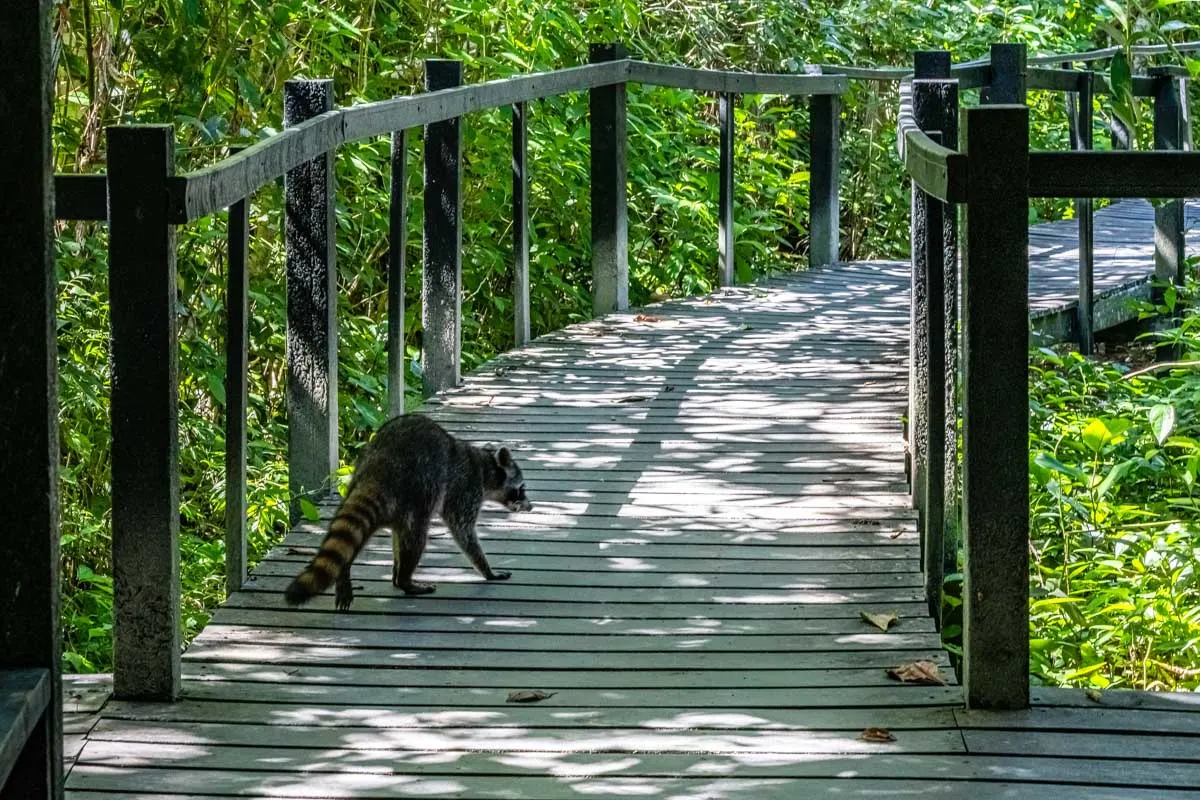 A racoon looks for food on a the trail in Cahuita NP