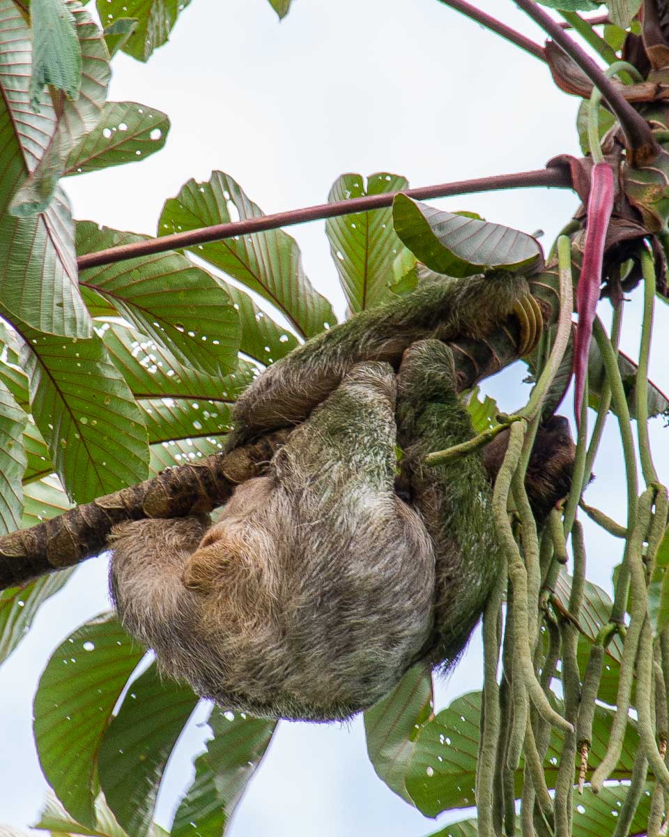 A sloth in a tree on a sloth watching trail in Cahuita National Park, Costa Rica