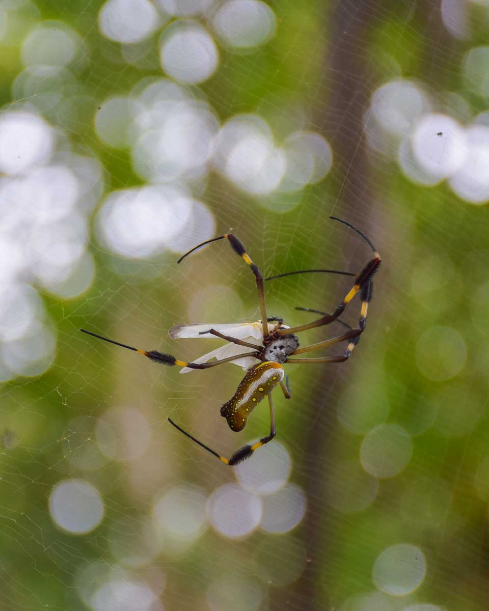 A spider in Cahuita National Park hangs on a web