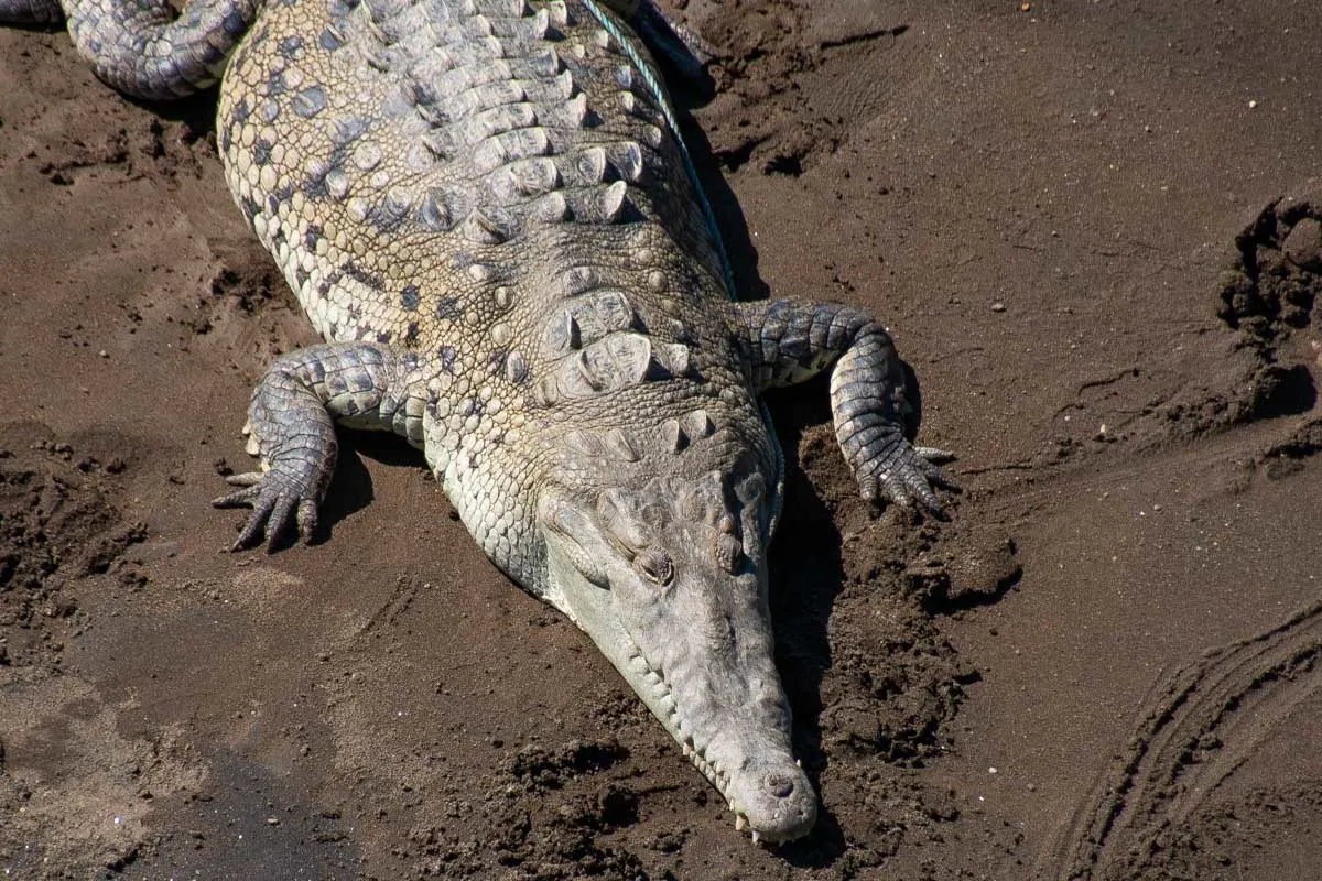 Close up of a Crocodile at the Jaco crocodile bridge