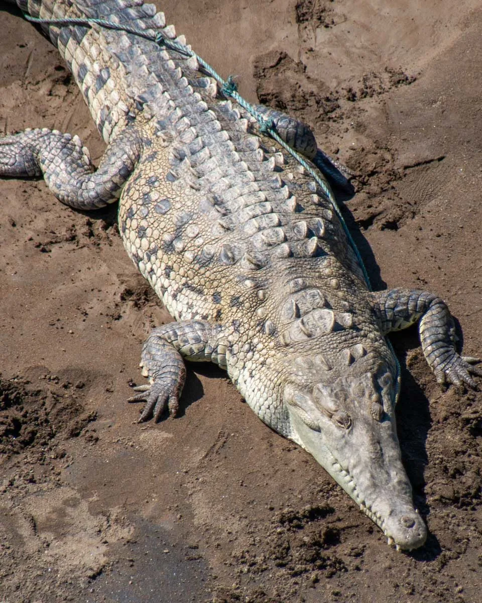 Crocodile on the beach of the Tarcoles River