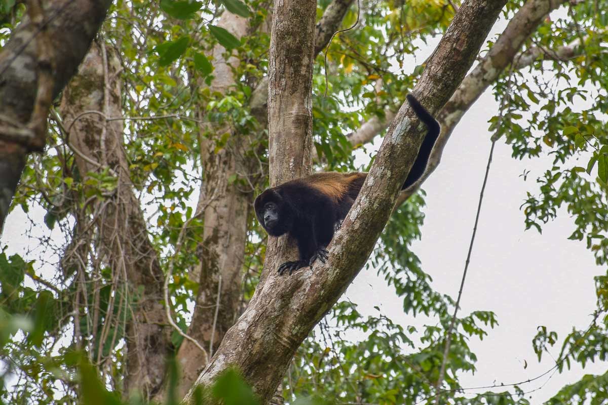 Howler Monkey on a tree in Cahuita NP, Costa Rica