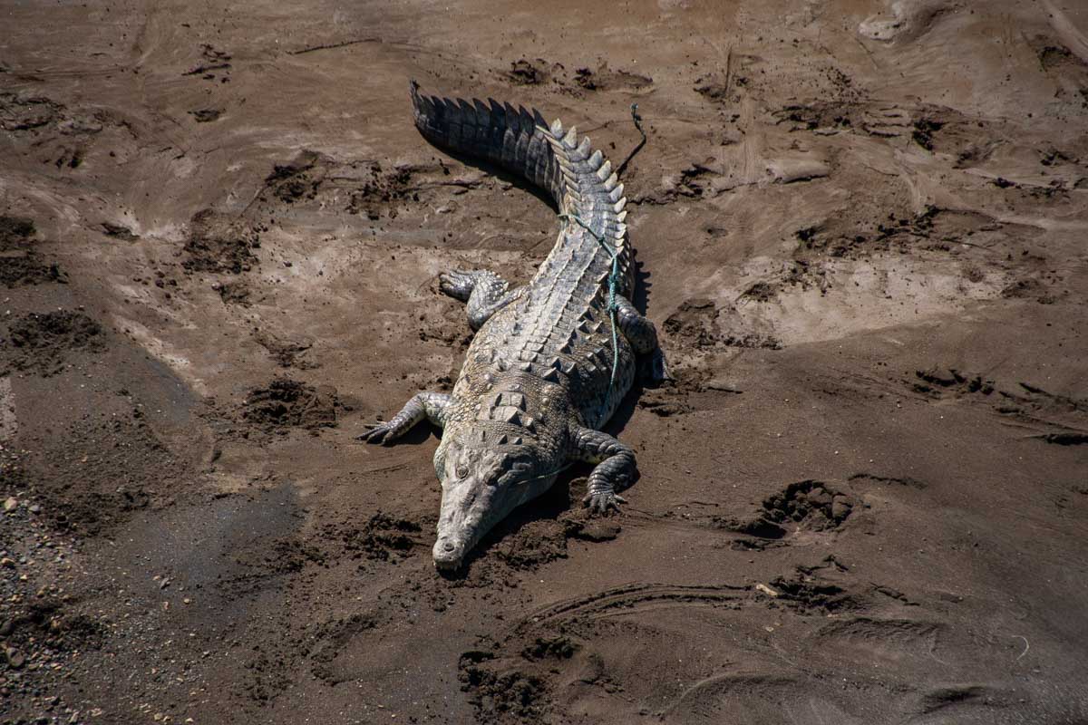 Large crocodile on the sand below the Crocodile Bridge near Jaco, costa Rica