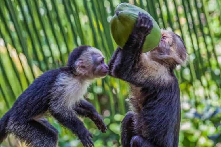 Monkeys-drink-from-coconut-in Curu refugee near Paquera Costa Rica