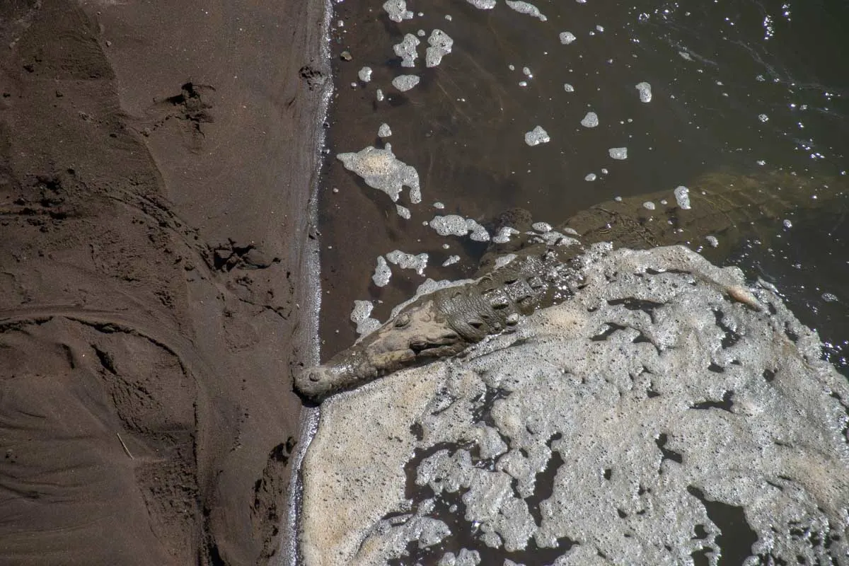 crocodile sits in the water near Jaco