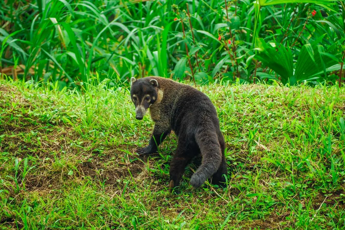 A Coatimundi in La Fortuna, Costa Rica