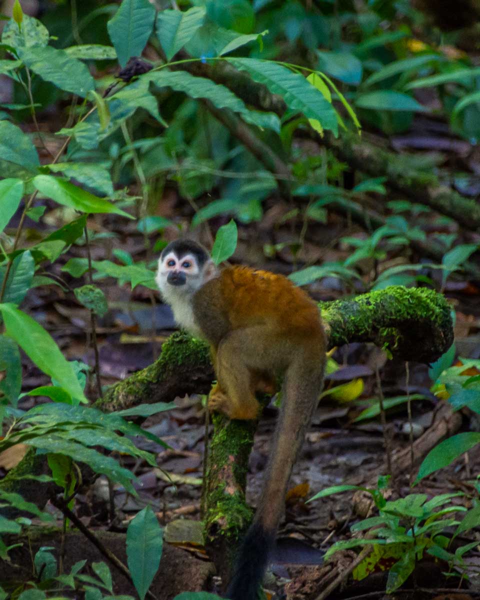 A Squirrel monkey in Corcovado NP