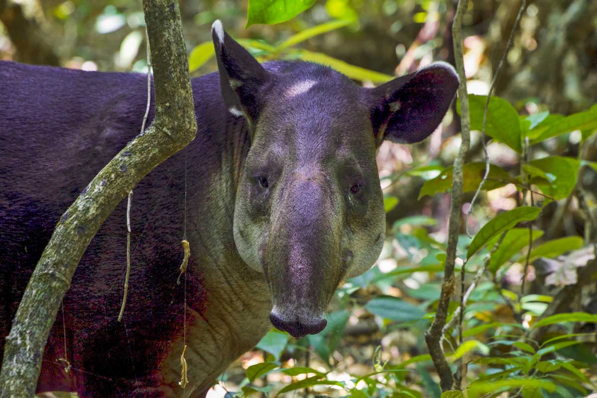 A Tapir in Costa Rica in Corcovado National Park 