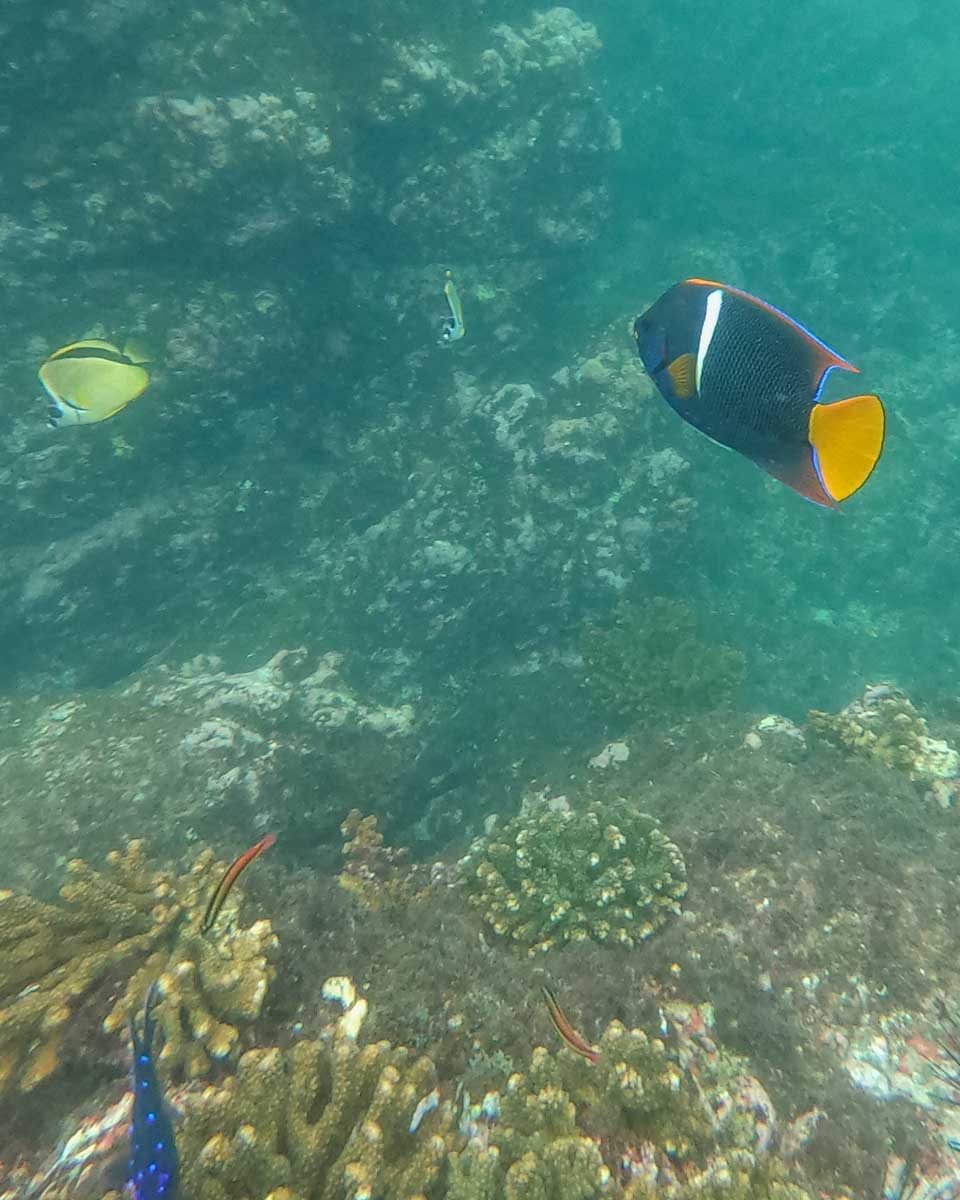 A colorful fish at Cano Island