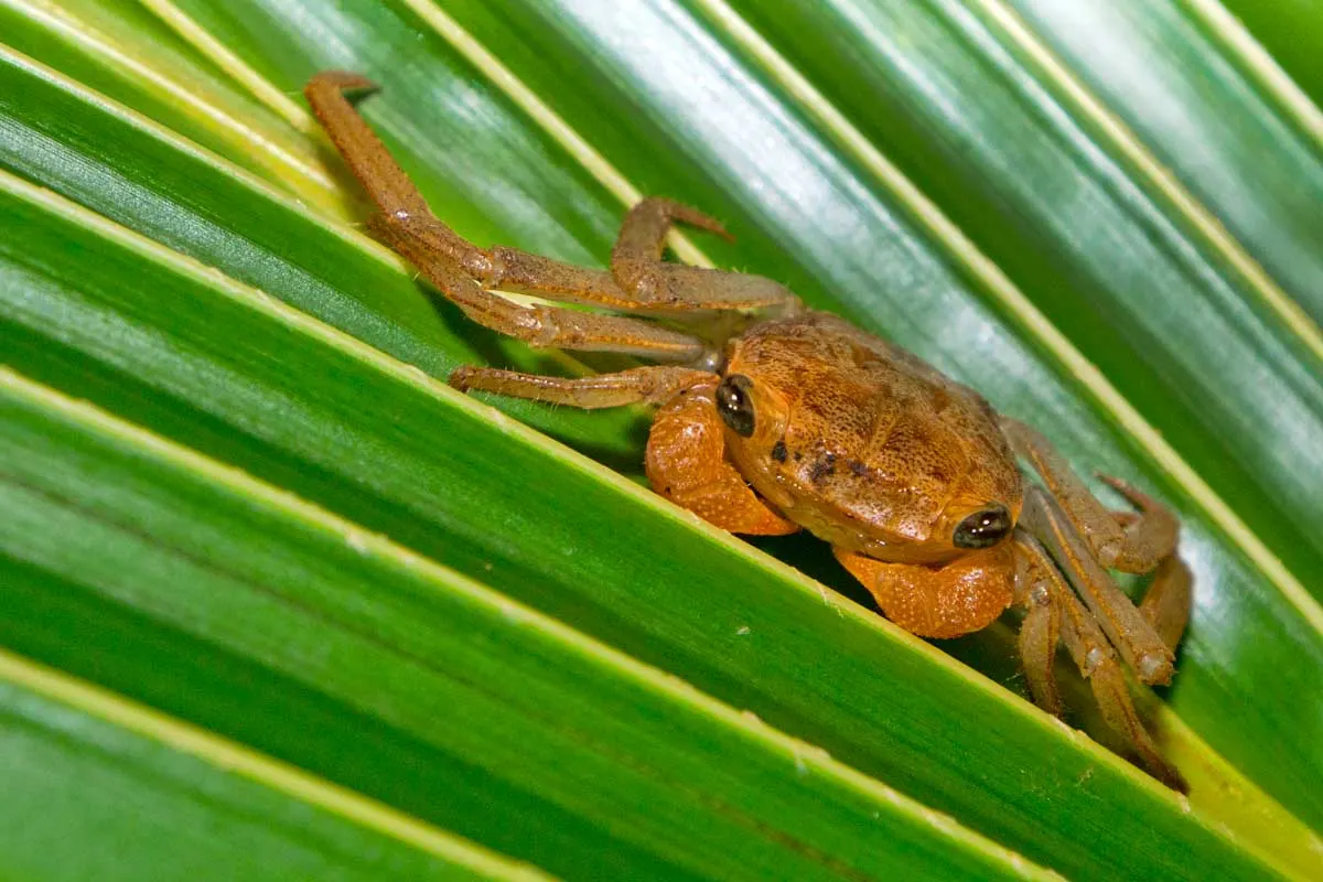 A crab on a plant in Marino Ballena National Park