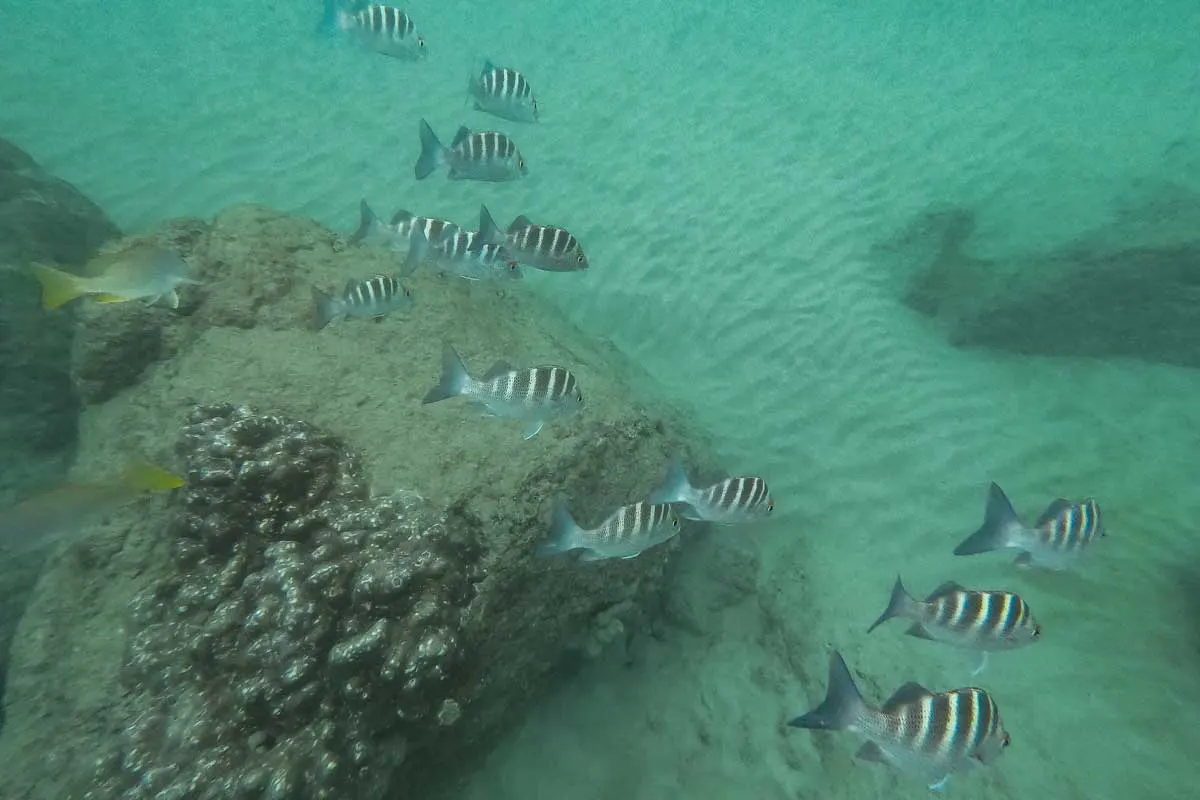 A group of fish swims near Cano Island, Costa Rica