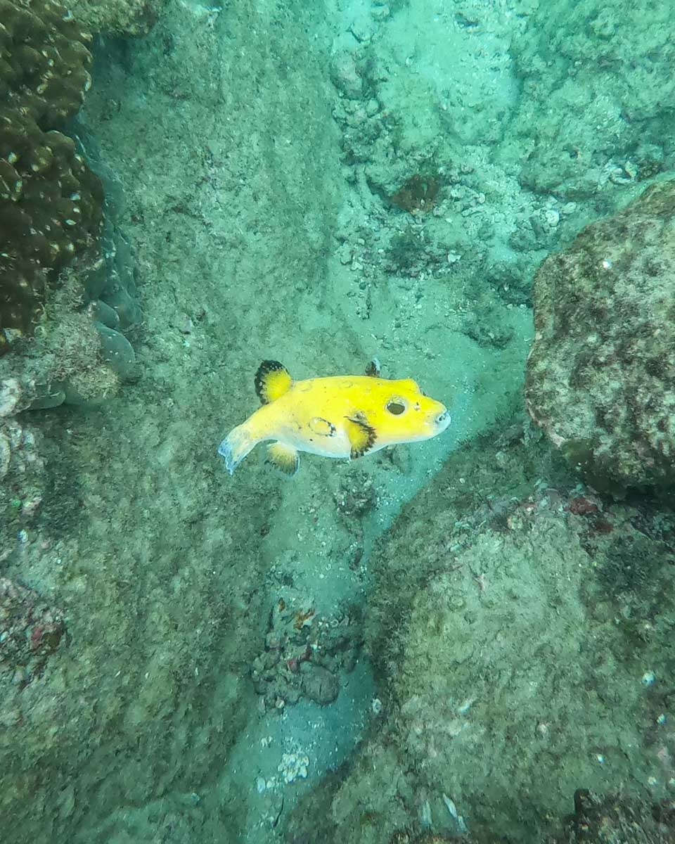 A puffer fish at Cano Island, Costa Rica