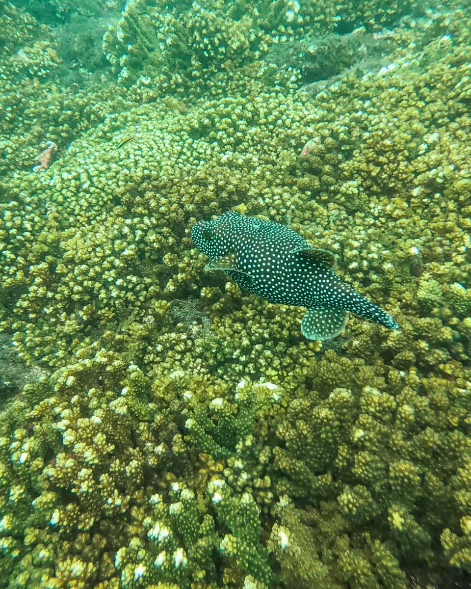 A puffer fish at Cano Island on a tour from Drake Bay