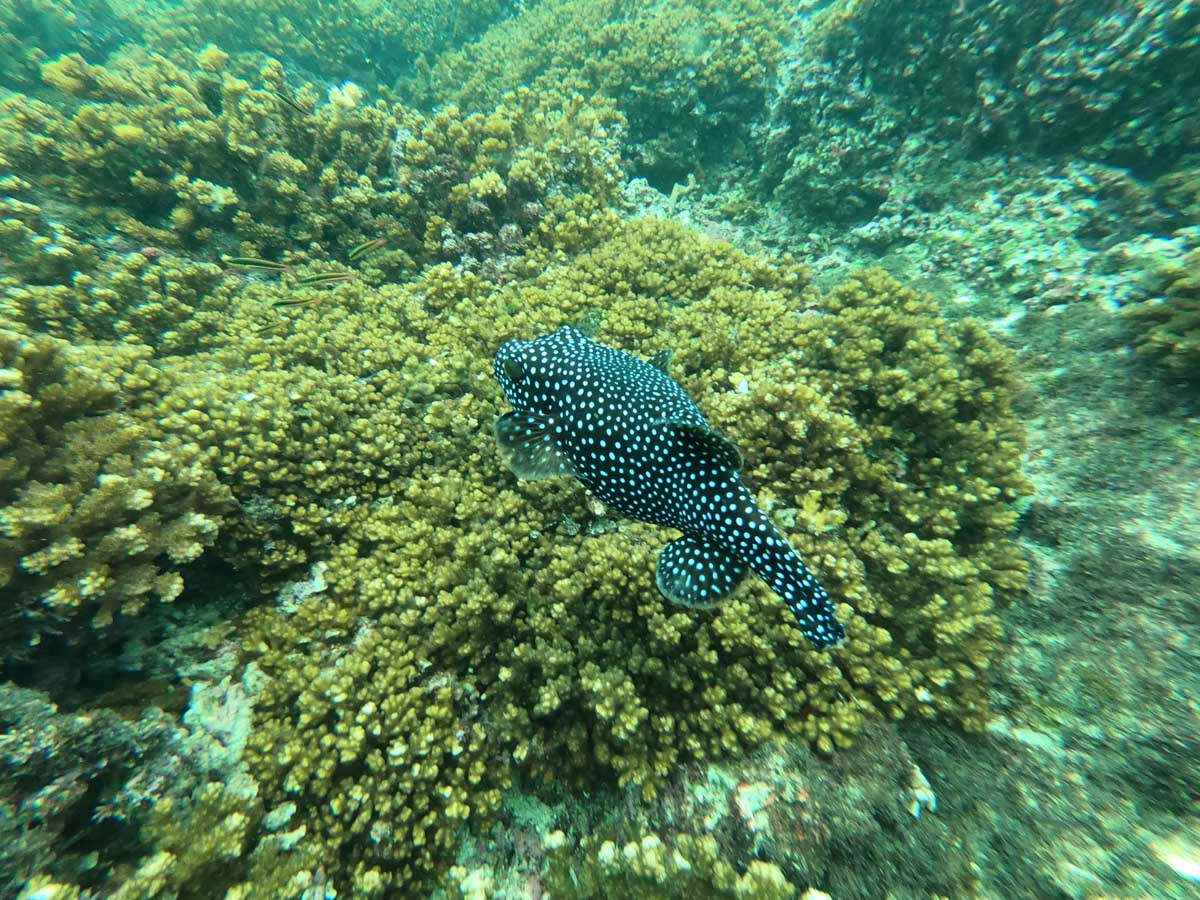 A puffer fish swims through coral 