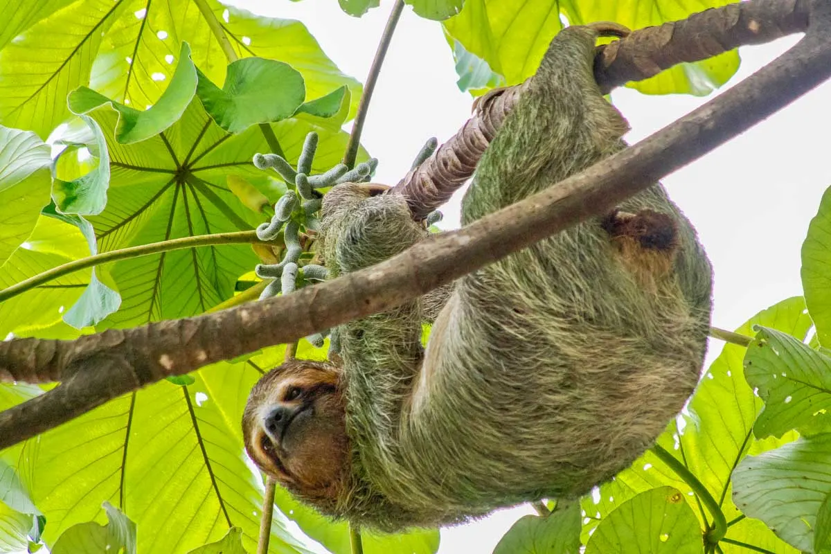 A sloth in Marino Ballena National Park, Costa Rica