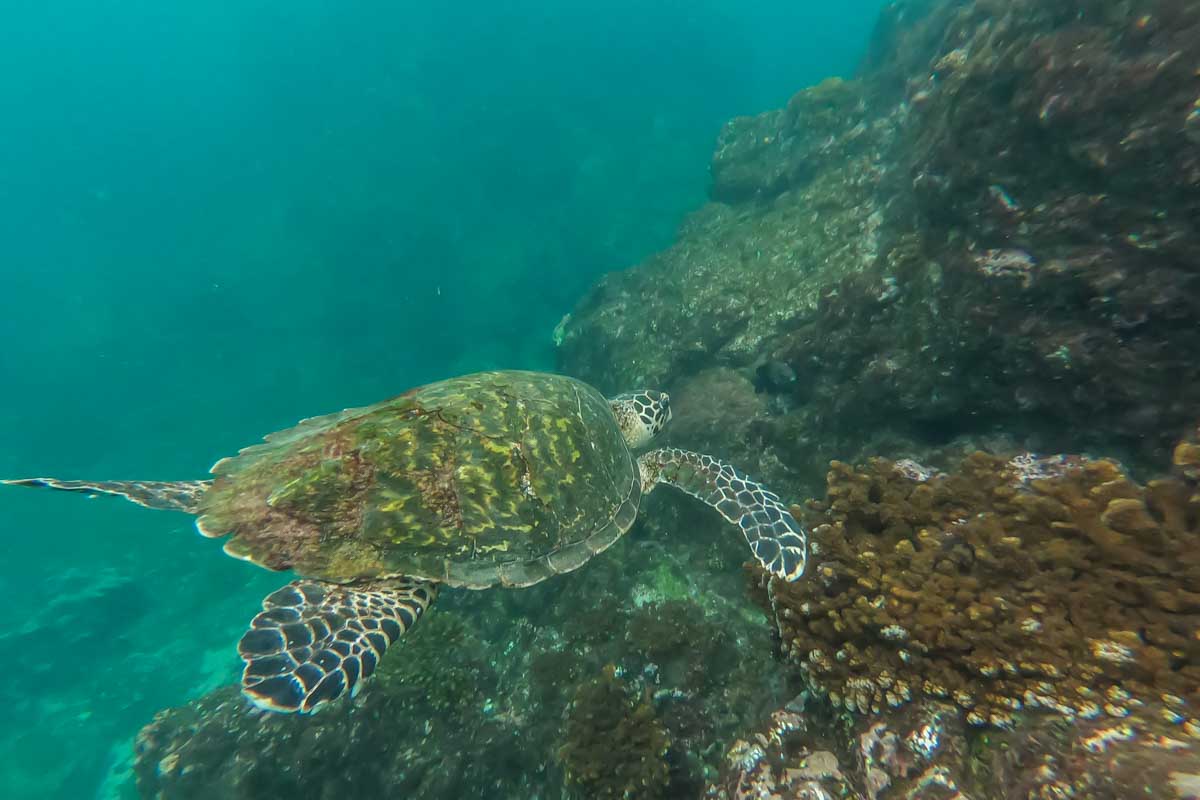A turtle eats from coral at Cano Island, Costa Rica