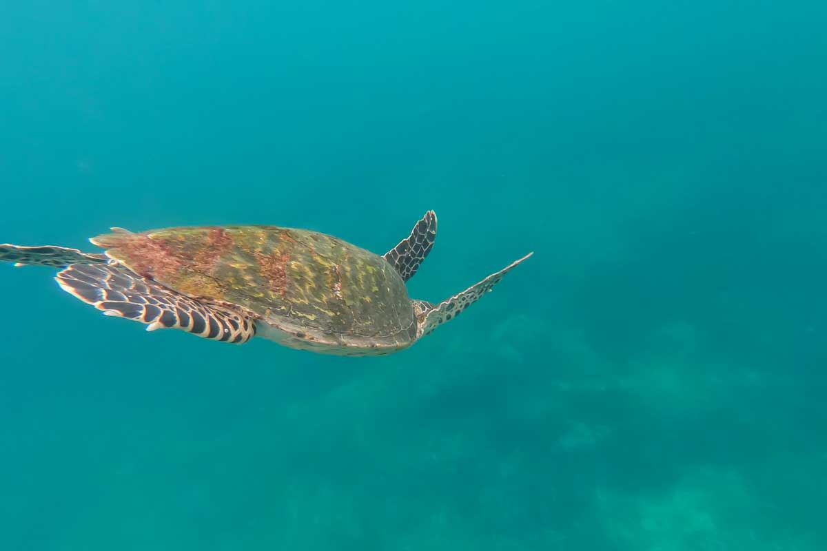 A turtle swims through the water off the coast of Cano Island, Costa Rica