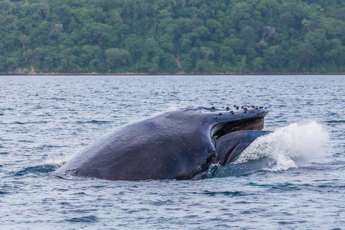 Humpback whale crashes to the surface of the ocean after breaching 