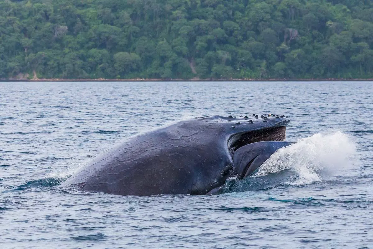 Humpback whale crashes to the surface of the ocean after breaching 