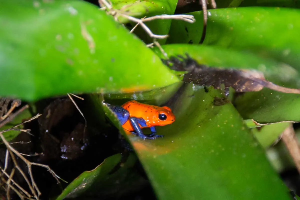 Blue jeans poison dart frogs in La Fortuna, Costa Rica