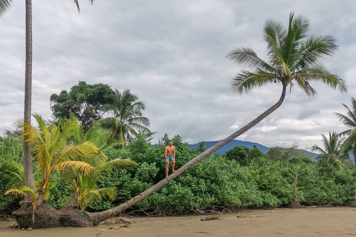 Daniel climbs a tree in Marino Ballena National Park