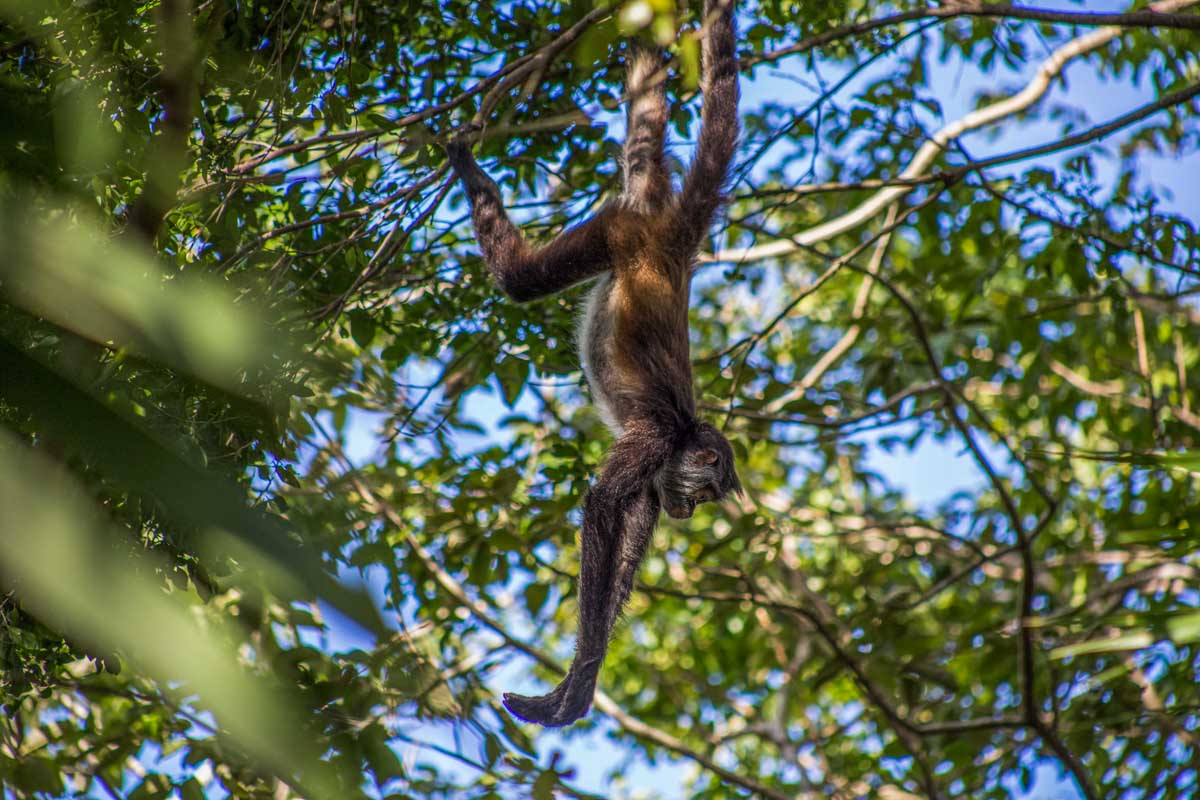 Spider monkey in Costa Rica