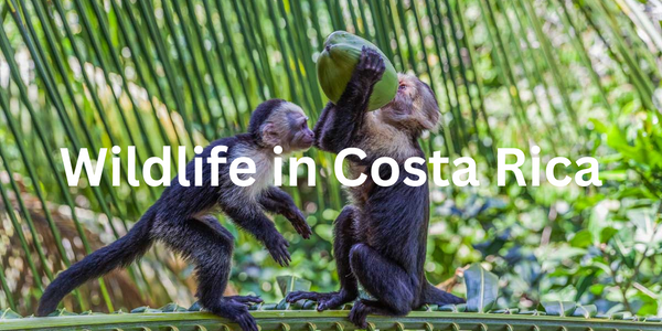 two monkeys on a branch with the text overlay "Wildlife in Costa Rica"