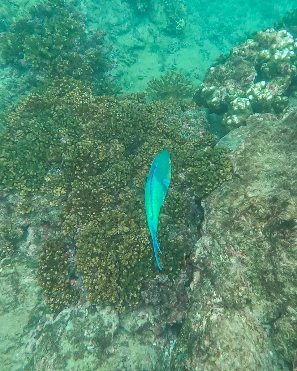 a fish swims off the coast of Cano Island