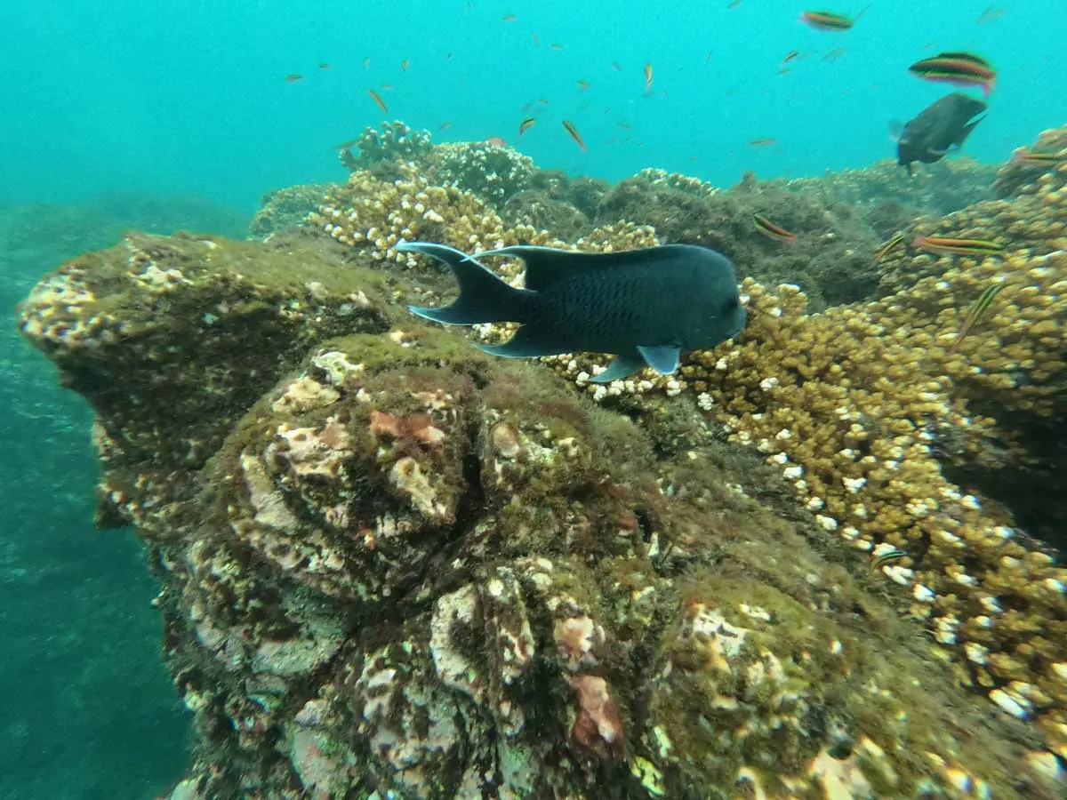 coral and fish while snorkeling in Costa Rica