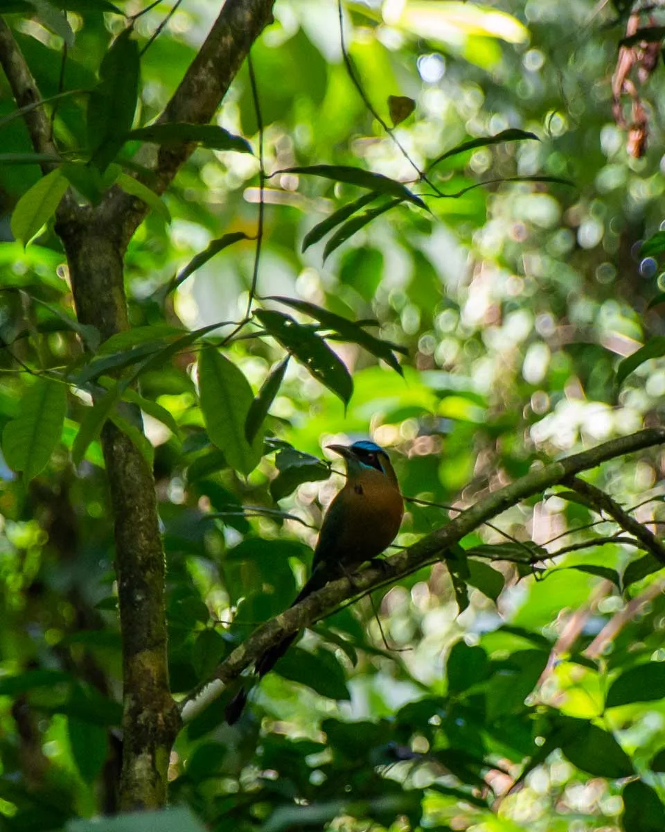 A bird sits on a branch in Corcovado National Park